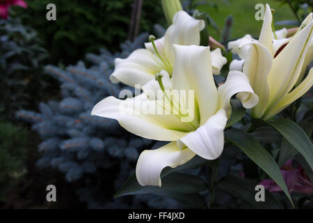 De belles fleurs de lys blancs sur fond de feuillage Banque D'Images