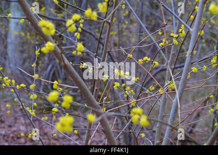 Cornus mas cornouiller en fleurs (famille) branches arrière-plan. Banque D'Images