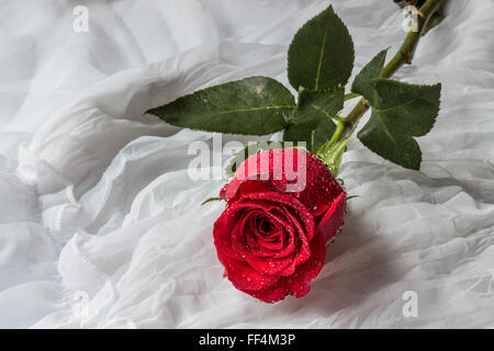 Rose rouge avec des gouttes d'eau - fond blanc Banque D'Images