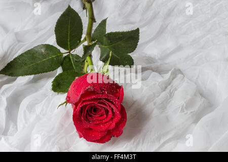 Rose rouge avec des gouttes d'eau - fond blanc Banque D'Images