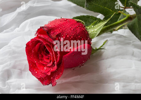 Rose rouge avec des gouttes d'eau - fond blanc Banque D'Images