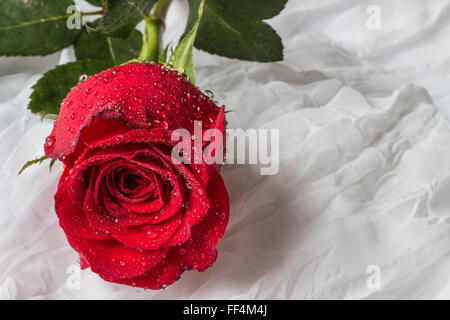 Rose rouge avec des gouttes d'eau - fond blanc Banque D'Images