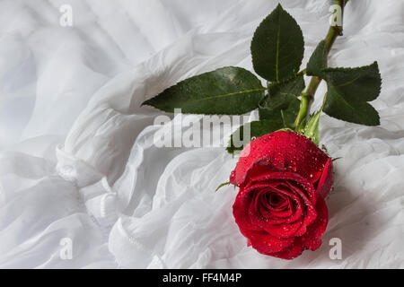 Rose rouge avec des gouttes d'eau - fond blanc Banque D'Images