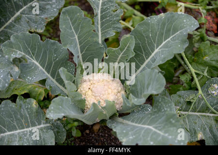 Chou-fleur (Brassica oleracea var. Botrytis) sur le terrain, l'agriculture écologique, Canguçu, Rio Grande do Sul, Brésil Banque D'Images