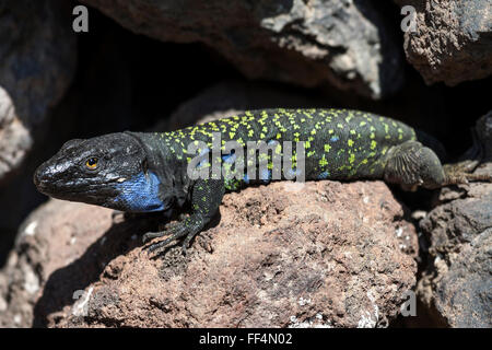 Gallot (Gallotia galloti du lizard), homme, Tenerife, Canaries, Espagne Banque D'Images