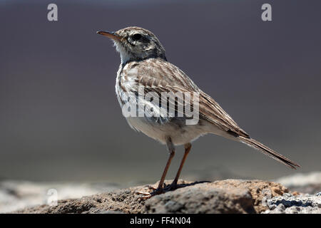 Berthelot de Sprague (Anthus Berthelotii), les jeunes, Tenerife, Canaries, Espagne Banque D'Images