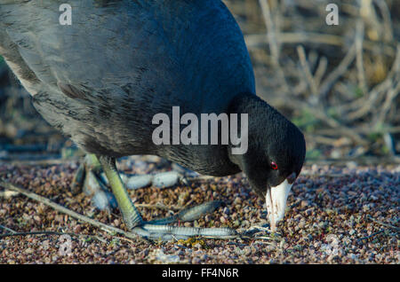 Foulque d'Amérique, d'Amérique (Fulica americana), qui se nourrissent de mauvaises herbes germées nouvellement à Bosque del Apache National Wildlife Refuge, Nouveau Mexique. Banque D'Images