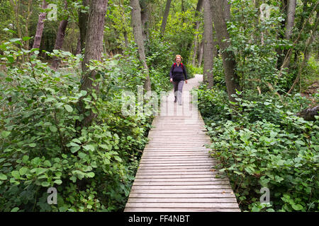 Femme sur boardwalk à travers la forêt Darß à Darßer Ort près de Prerow, Darß, Fischland-darss-Zingst, Poméranie occidentale Lagoon Banque D'Images