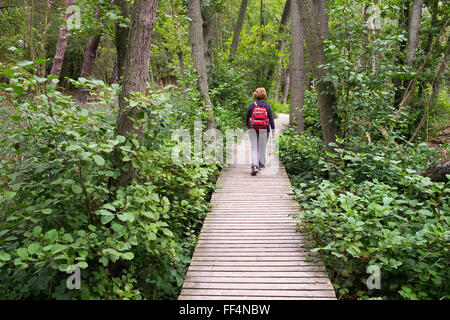 Femme sur boardwalk à travers la forêt Darß à Darßer Ort près de Prerow, Darß, Fischland-darss-Zingst, Poméranie occidentale Lagoon Banque D'Images