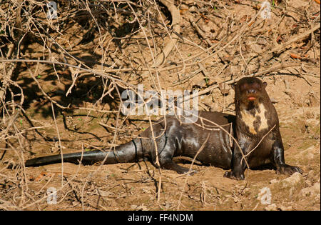 La loutre géante (Pteronura brasiliensis), Pantanal, Mato Grosso, Braslien Banque D'Images