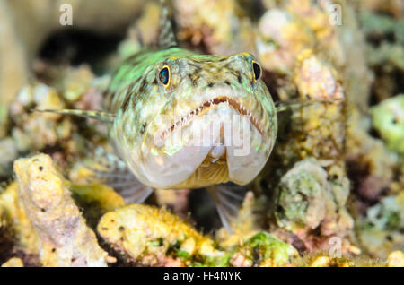 Reef, lizardfish Synodus variegatus, Moalboal, Cebu, Philippines, Tuble Banque D'Images