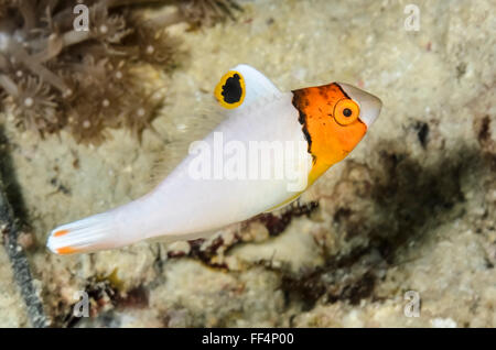 Cetoscarus bicolor juvéniles des poissons perroquet, bicolor, Moalboal, Cebu, Philippines, Tuble Banque D'Images