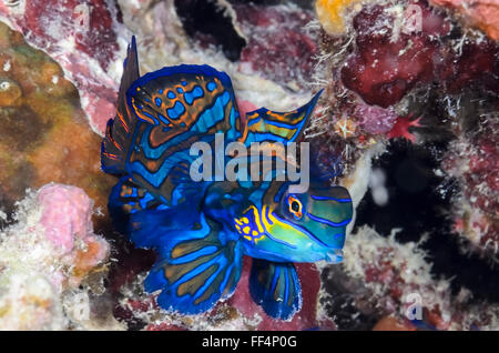 Mandarinfish, Synchiropus splendidus, Moalboal, Cebu, Philippines, Tuble Banque D'Images