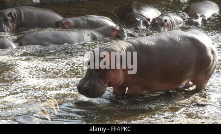 Hippopotames dans le parc national du Serengeti en Tanzanie, l'Afrique photo de jen lombardo Banque D'Images