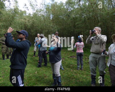 Les touristes en observant le singe d'or dans son environnement naturel au Rwanda-- photo de jen lombardo Banque D'Images