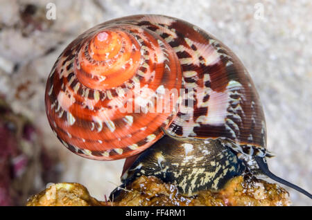 Escargot turban tapisserie, Turbo petholatus, Moalboal, Cebu, Philippines, Tuble Banque D'Images