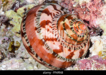 Escargot turban tapisserie, Turbo petholatus, Moalboal, Cebu, Philippines, Tuble Banque D'Images