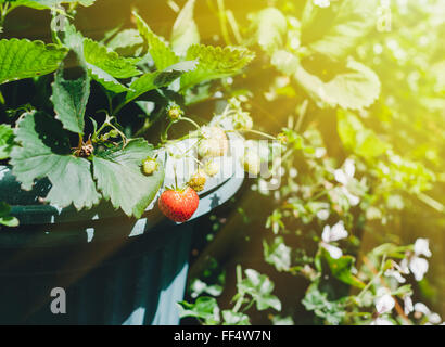 De plus en plus les fraises dans un grand pot baignant dans la lumière du soleil flare sur arrière-plan flou Banque D'Images