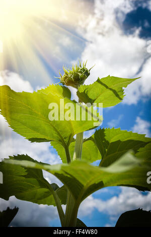 La lumière qui brille sur une pousse de tournesol vert, l'énergie durable Banque D'Images