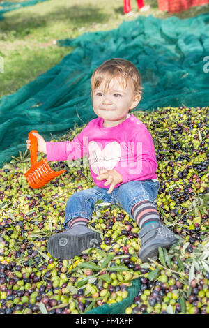 Fille d'un an assis sur un tas de vert et noir de l'huile fraîchement récoltées à maturité des olives Banque D'Images