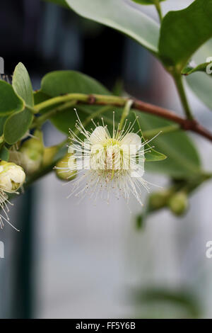 Syzygium samarangense ou connu sous le nom de Wax Jambu flower Banque D'Images