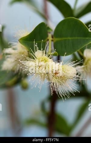 Syzygium samarangense ou connu sous le nom de Wax Jambu flower Banque D'Images