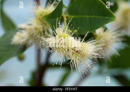 Syzygium samarangense ou connu sous le nom de Wax Jambu flower Banque D'Images