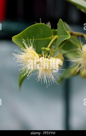 Syzygium samarangense ou connu sous le nom de Wax Jambu flower Banque D'Images