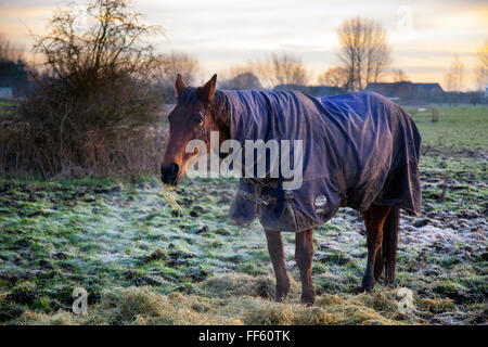 Cheval dans le pâturage hivernal avec un tapis à Willington, Derbyshire, Royaume-Uni 11 février 2016 Météo France. Nuit froide pour le bétail dans le Derbyshire. La RSPCA sont concernés sur l'aide sociale à l'échelle nationale. La RSPCA se prépare donc pour un gros afflux dans le nombre de chevaux négligés et abandonnés si la vague de froid se poursuit. L'année dernière a été l'une des pires jamais enregistrées. Rapports des chevaux négligés ont tendance à pic dans l'hiver quand les animaux qui ont réussi à survivre jusqu'à la fin de l'année commencer à lutter pour le pâturage. Banque D'Images