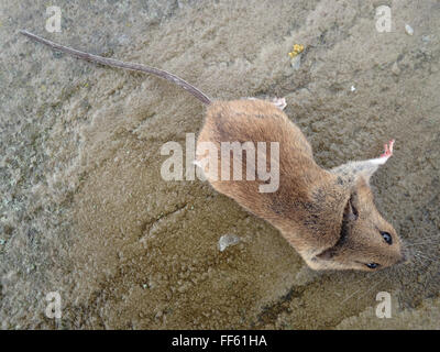 Vue dorsale de la maison morte souris (Mus musculus) tués par piège à souris, sur dalle Pavage calcaire Banque D'Images