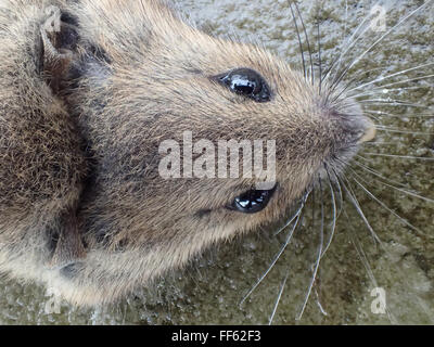 Vue dorsale macro de chef de maison morte souris (Mus musculus) tués par piège à souris, sur dalle Pavage calcaire Banque D'Images