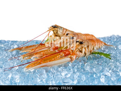 Homards frais isolé sur fond blanc Banque D'Images