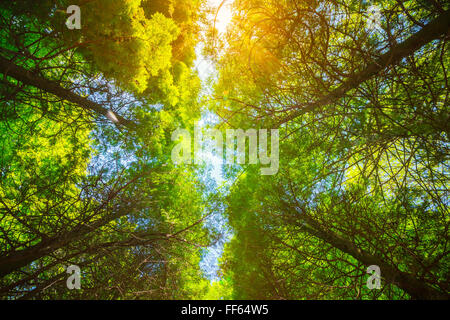 Summer Sun Shining Through couvert de grands arbres. Les branches du haut de l'arbre. Lumière du soleil à travers la couronne de l'Arbre Vert - Low Angle View. Banque D'Images