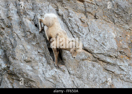 Bighorn (Ovis canadensis), mâle, ram, sautant de falaise, National Elk Refuge, Jackson, Wyoming, USA. Banque D'Images