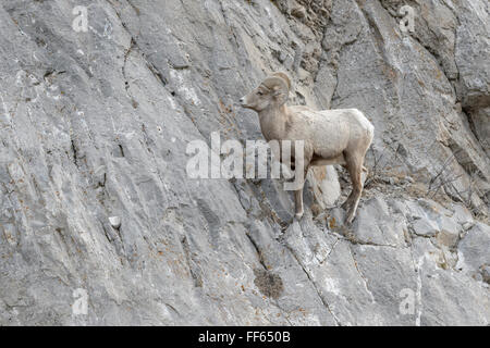 Bighorn (Ovis canadensis), mâle, ram, debout sur la falaise, National Elk Refuge, Jackson, Wyoming, USA. Banque D'Images