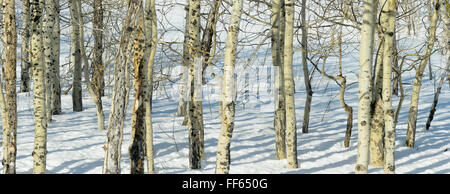 Vue panoramique sur la forêt de bouleaux en hiver avec la lumière du soir, parc national de Grand Teton, Jackson County, Wyoming, USA. Banque D'Images