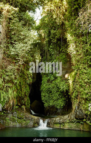 Jungle épaisse, de grands arbres avec une végétation luxuriante. Une chute dans une piscine en cascade. Banque D'Images