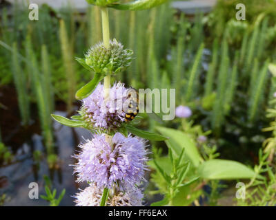 Close-up of hoverfly (Eupeodes luniger) sur la floraison menthe aquatique (Mentha aquatica) avec diverses plantes de bassin en arrière-plan Banque D'Images