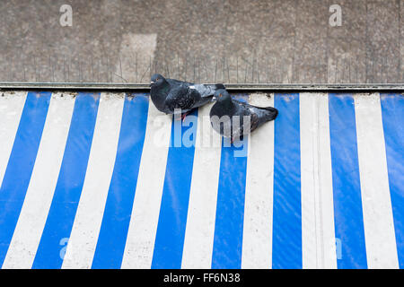 Un couple de pigeon de assis sur un auvent rayé bleu et blanc Banque D'Images