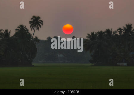 Coucher de soleil sur paddyfields dans Alappuzha, Backwaters, Kerala, Inde du Sud, l'Asie Banque D'Images