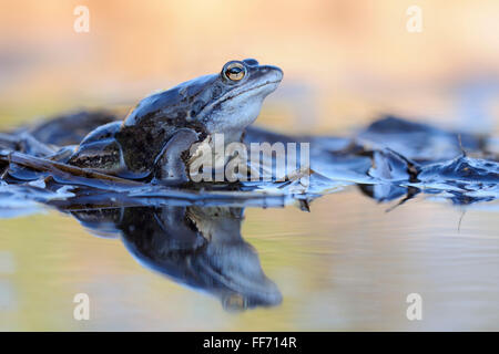 Moor Frog / Moorfosch ( Rana arvalis ), mâle de couleur bleue est assis sur des tiges de roseau dans un étang pendant sa saison d'accouplement au printemps, faune, Europe. Banque D'Images