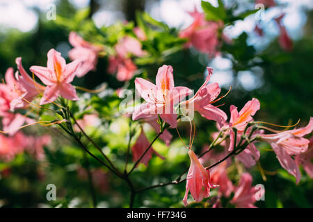 Fleurs roses en fleurs de Rhododendron japonicum dans jardin de printemps Banque D'Images