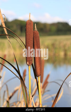 Les scirpes (Commun Reedmace, Typha latifolia), deux têtes de graine, Exeter, Devon, Angleterre, Royaume-Uni. Banque D'Images