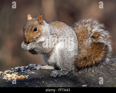 Sciurus carolinensis, nom commun ou l'écureuil gris de l'écureuil gris en fonction de la région, est un arbre de la famille des écureuils Sc Banque D'Images