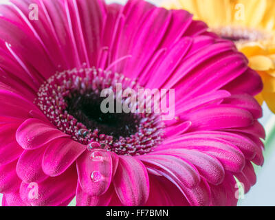 Barberton daisy,Gerbera jamesonii, est membre de l'genre Gerbera. Il est également connu sous le nom de Daisy et comme Barbertonse' Banque D'Images