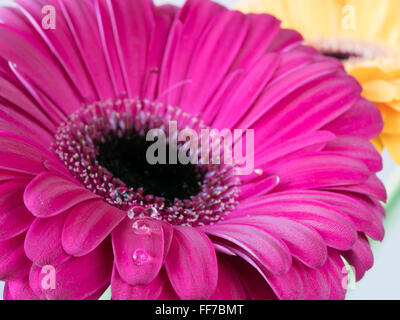 Barberton daisy,Gerbera jamesonii, est membre de l'genre Gerbera. Il est également connu sous le nom de Daisy et comme Barbertonse' Banque D'Images