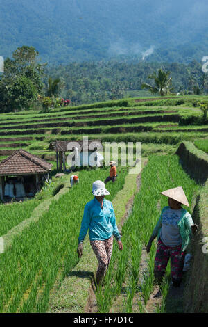 Les agriculteurs travaillant dans les rizières en terrasses de Jatiluwih, classé au Patrimoine Mondial de l'Unesco, Bali, Indonésie Banque D'Images