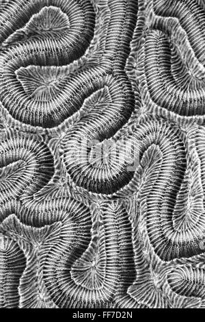 Noir et blanc Résumé de corail cerveau montrant la complexité, la trame et le détail. Banque D'Images