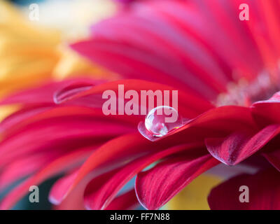 Barberton daisy,Gerbera jamesonii, est membre de l'genre Gerbera. Il est également connu sous le nom de Daisy et comme Barbertonse' Banque D'Images