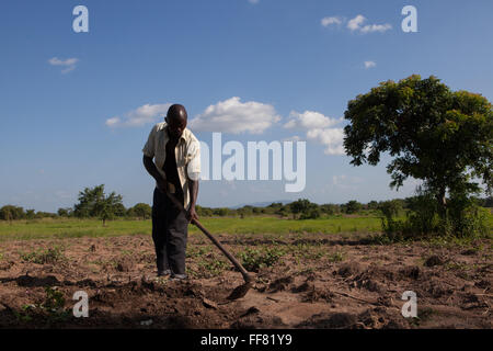 Un agriculteur houer son domaine dans Kikwila juste à l'extérieur, d'Ifakara en Tanzanie Banque D'Images